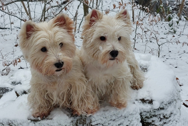 UnsereHunde001