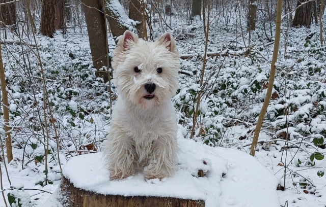 UnsereHunde002