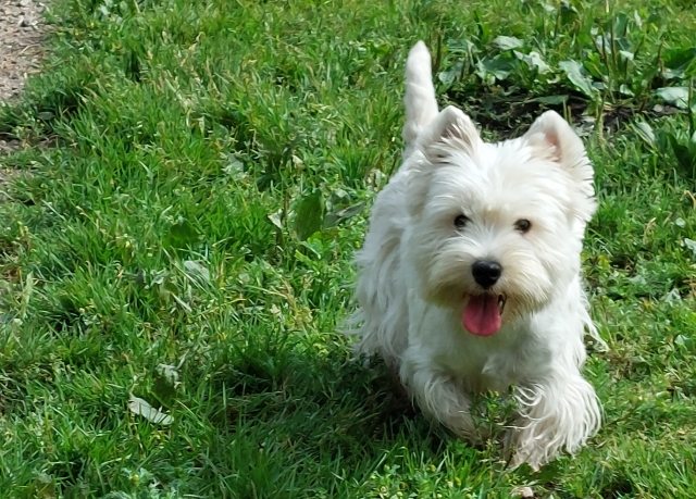 UnsereHunde003