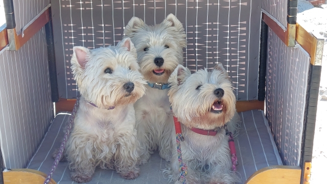 UnsereHunde004