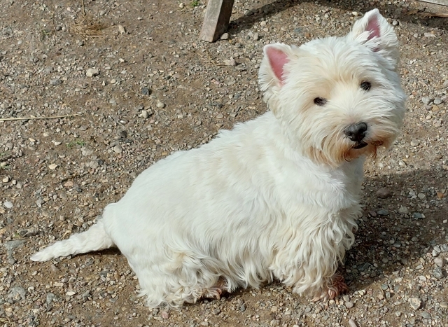 UnsereHunde005