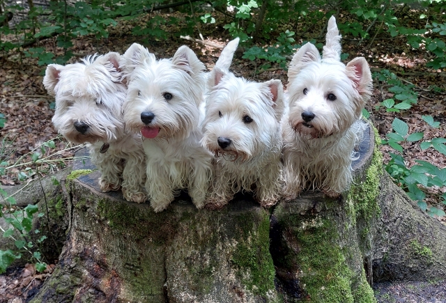 UnsereHunde006